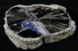 Large Blue Forest Petrified Wood End Cut - #19505-3